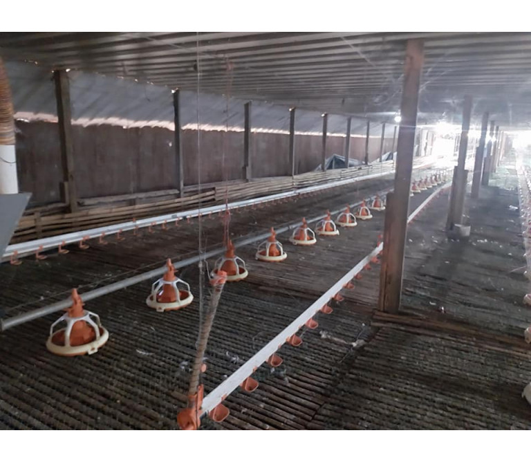 Poultry FOR SALE in Cagayan De Oro