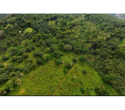 FOR SALE Natubo Farmland in Jasaan