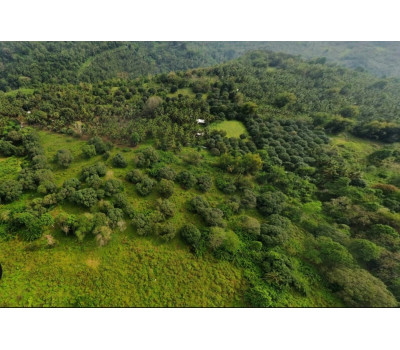 FOR SALE Natubo Farmland in Jasaan