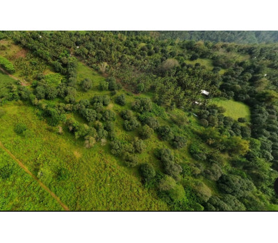 FOR SALE Natubo Farmland in Jasaan