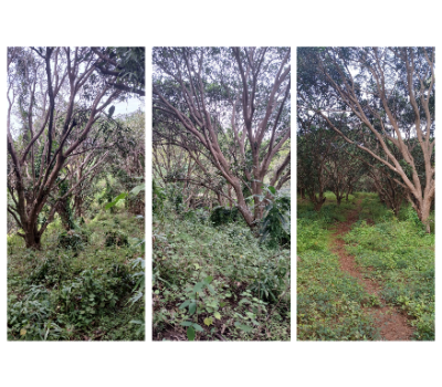 Residential - Farmland FOR SALE in Cagayan De Oro